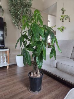 $95 Money tree 🌿