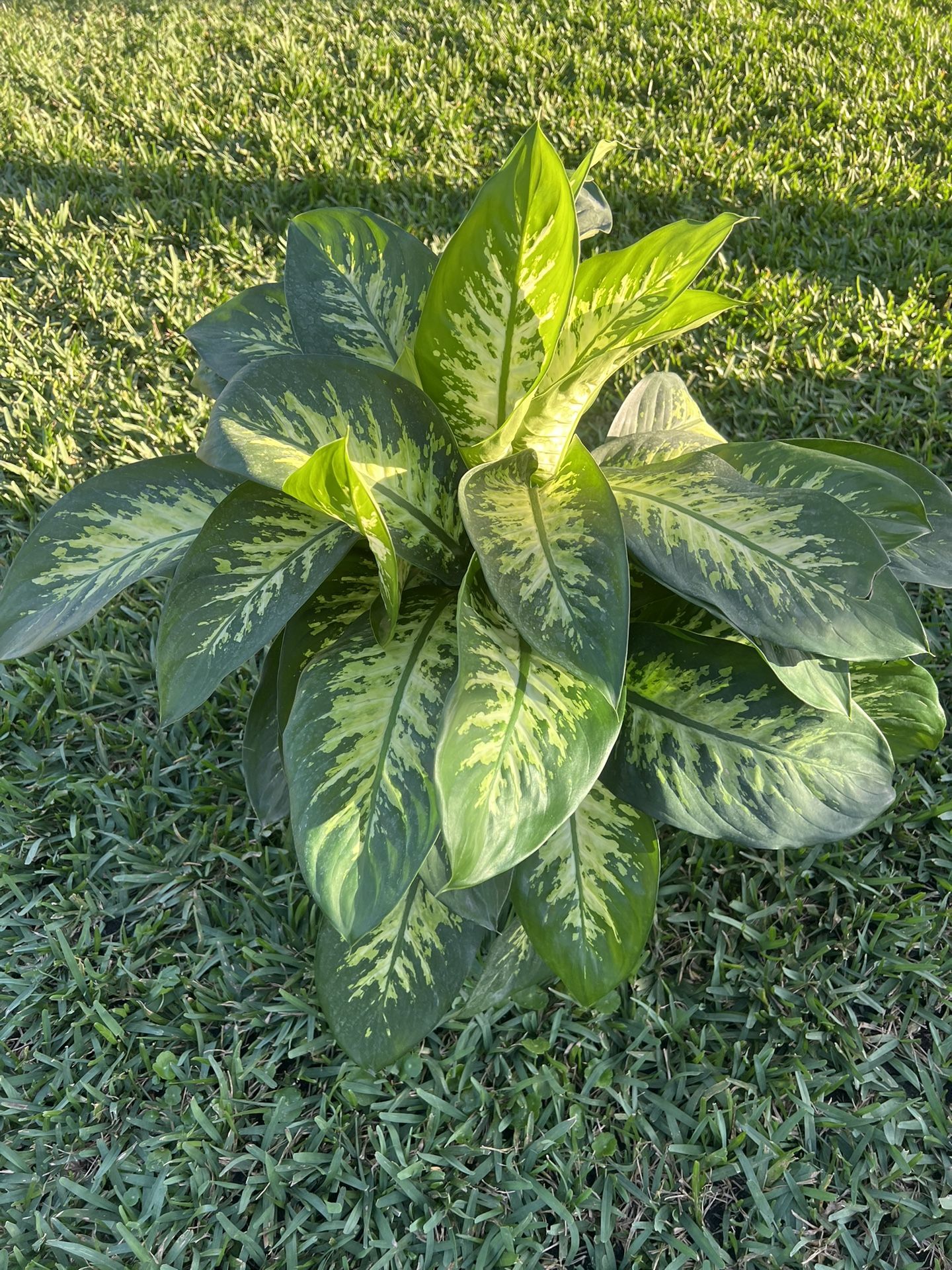 IEFFENBACHIA PLANT Dieffenbachia plant can be perfect for living decoration for home or office. The focal point of a dieffenbachia is the beautiful