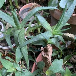 Aloe Vera Plant 