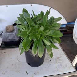 Tree aeonium plant (Succulent)