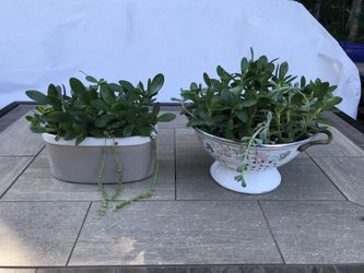 2 pots with jades, ice plants, and string of pearls 