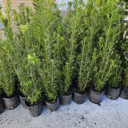 podocarpus  4 feet tall Instan Privacy Hedge 