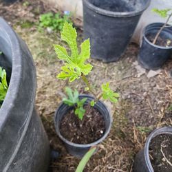 Black Mission Fig Tree Asking $35 Each One