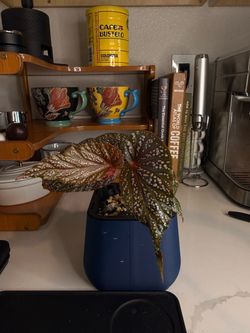 Angel Wing Begonia ‘Cracklin’ Rosie’ w/ Self-Watering Pot 2