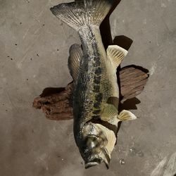 Largemouth Bass Taxidermy Mount 