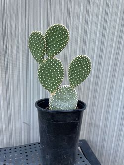 Bunny Ear Cactus