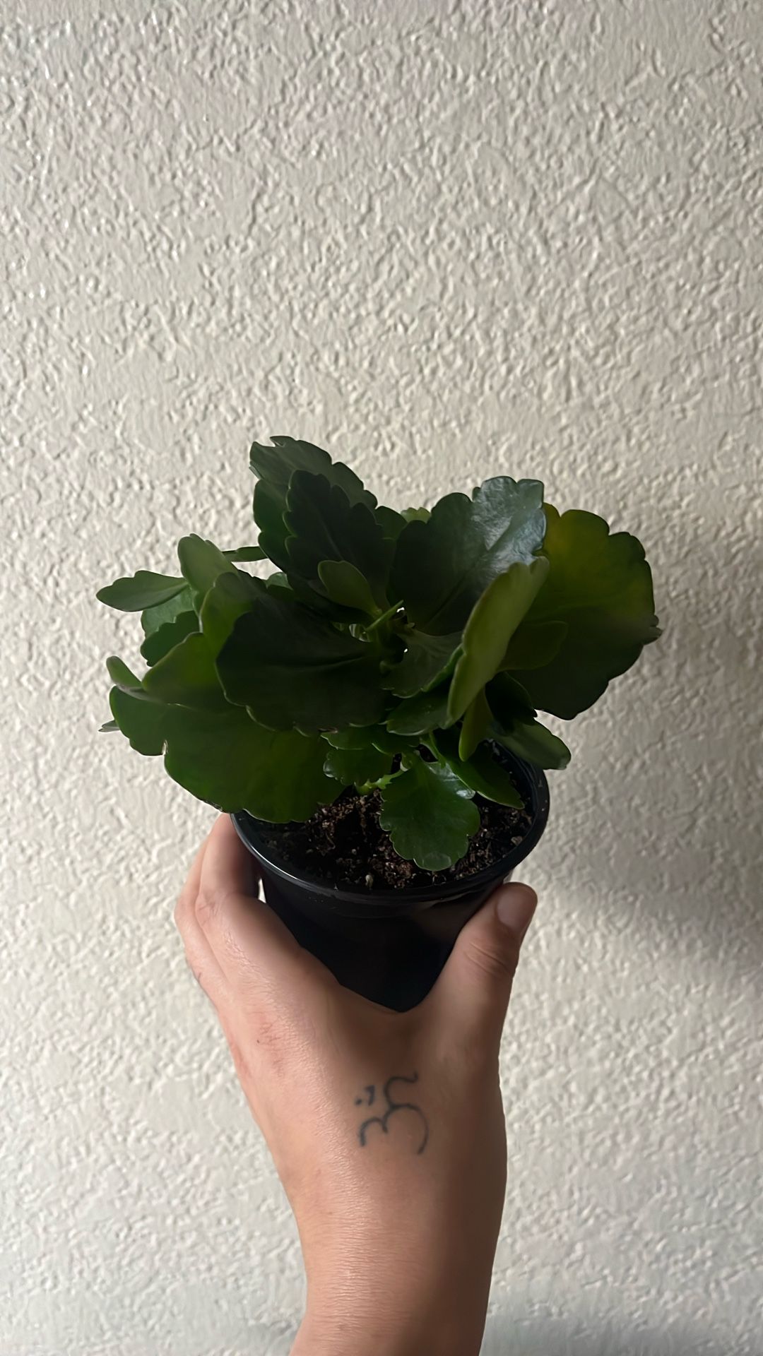 Kalanchoe Plant