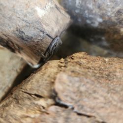 Bearded Dragon Terrarium With Insect Terrarium 