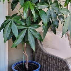 4 Feet Tall Money Plant Without Pot 