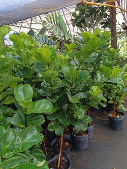 Beautiful Ficus lyrata fiddle fig plants 3gl $25