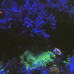 Fake Fish Tank Coral Decoration 