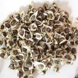 Moringa Seeds 45 Seeds For $5