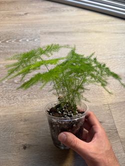Asparagus/Plumosa Fern