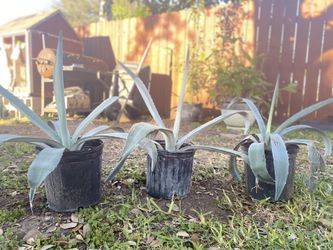 Maguey 20 Each Or Best Offer