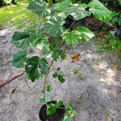 Variegated  Mahoe Plant 