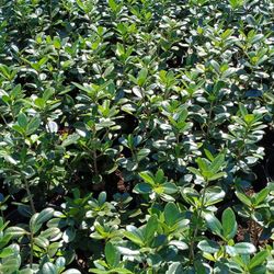 Green Island Ficus Privacy Hedge Plants 🏡 3gl $6