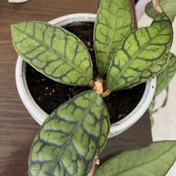 Hoya callistophylla Plant