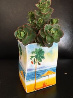 Real live succulents make great gifts