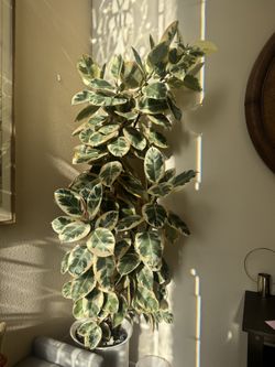 Mature 9ft Tall Variegated Rubber Tree