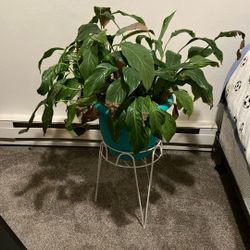 Peace Lily - SPATHIPHYLLUM 