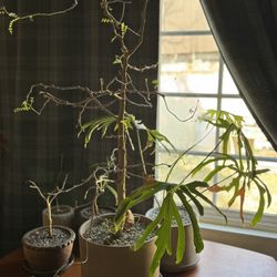 Art Deco Plants And Pots 