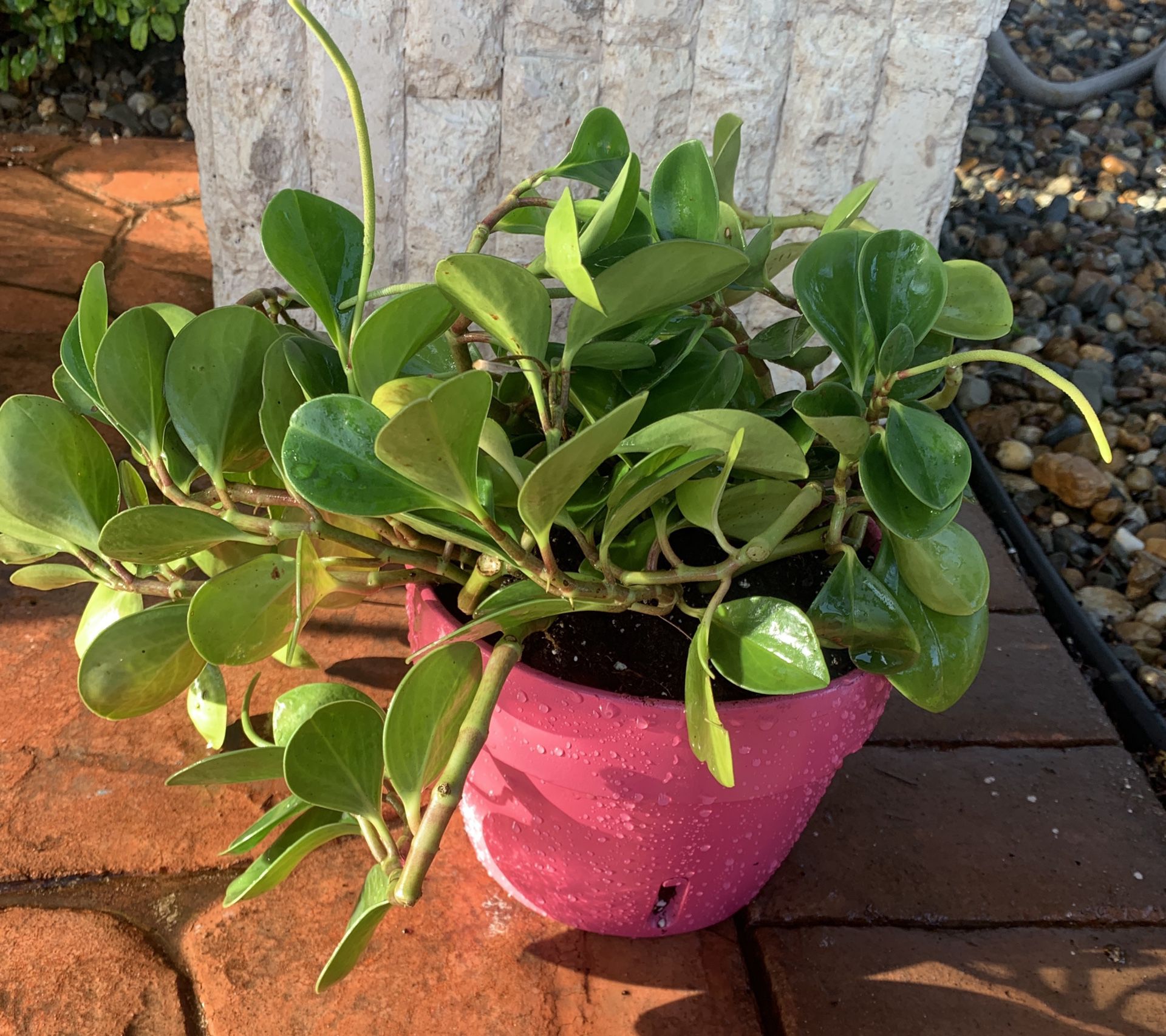 Peperomia Plant Clay Pot Planter