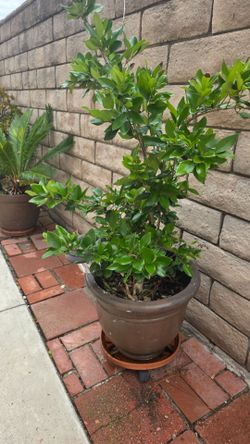 Potted plant $100 obo