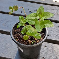Orange Mint - Free