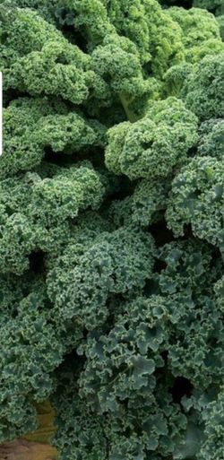 Organic ORNAMENTAL KALE plant