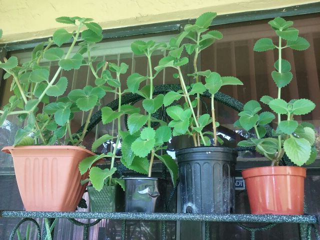 OREGANO OREJON