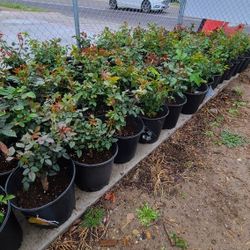 Arboles De Rosales Diferentes Colores 