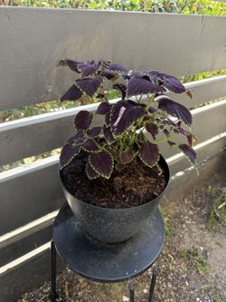 Purple and green plant
