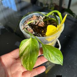  Pothos Cuttings for Sale – Strong Roots & Healthy Vines! 🌿