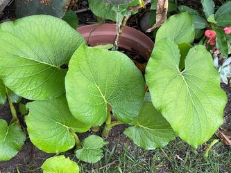 Planta Hoja Santa O Acuyo O Hierba Santa Para Saborear Comida Mole Verde O Tamales