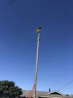 tree free