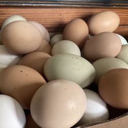 Fresh Eggs
