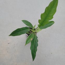 Philodendron Narrow 