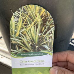 Yucca Filamentosa Plant 