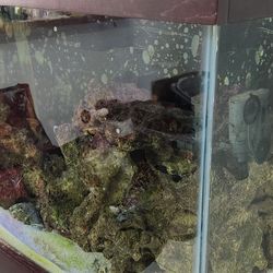 55 Gallon Saltwater Tank