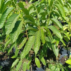 Chirimoya Fruit Tree 3gl $35🥑🍋🥭🍊🍋‍🟩
