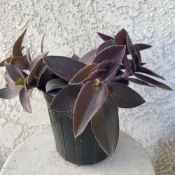1 Gallon Pot Succulent Plant - Rare Tradescantia Pallida - Purple Heart Wandering Dude - Rooted & Established - Drought Resistant 🪴 