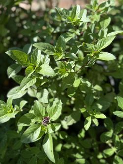 Basil Plant 🌱 With Purple Flower