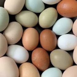 Farm Fresh Eggs $8 Dozen / Bothell/Mill Creek 