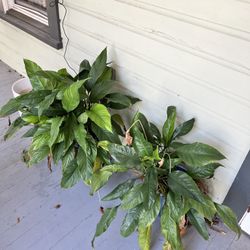 Pair of Large Peace Lilies (Spathiphyllum) - Easy Care & Air Purifying