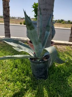 Blue Agave