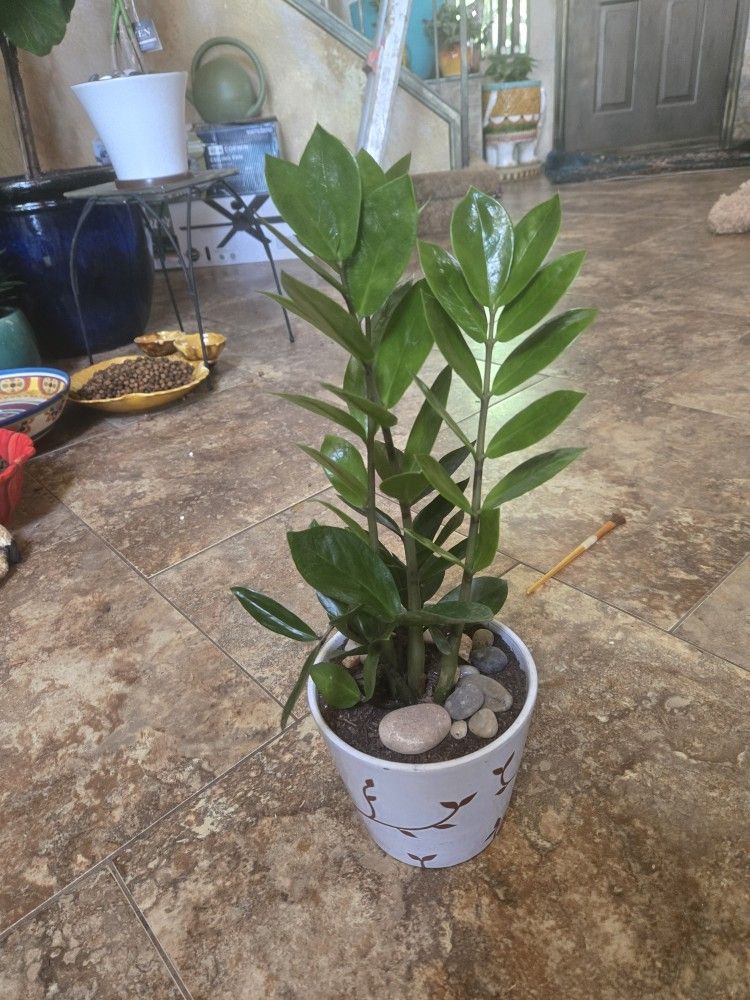 Lovely ZZ Plant In New 6in Ceramic Pot With Polished Stones