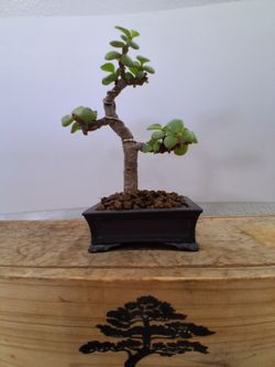 Mame (very small) Dwarf Jade (Portulacaria afra) bonsai tree