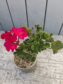 Pink Geranium Plant