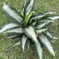 DIEFFENBACHIA PLANT ( Indoor/ Outdoor Decor)