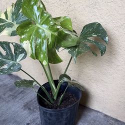 Monstera Thai Constellation Plant 